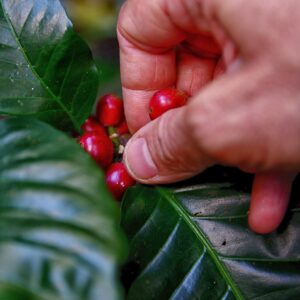 SCA Green Coffee Skills Professional - 8th - 10th September 2026 - SOLD OUT